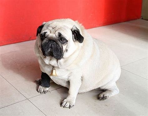 World's Fattest Pug | Unp.me