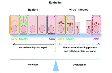 [DIAGRAM] Body Diagram Wound Healing - MYDIAGRAM.ONLINE