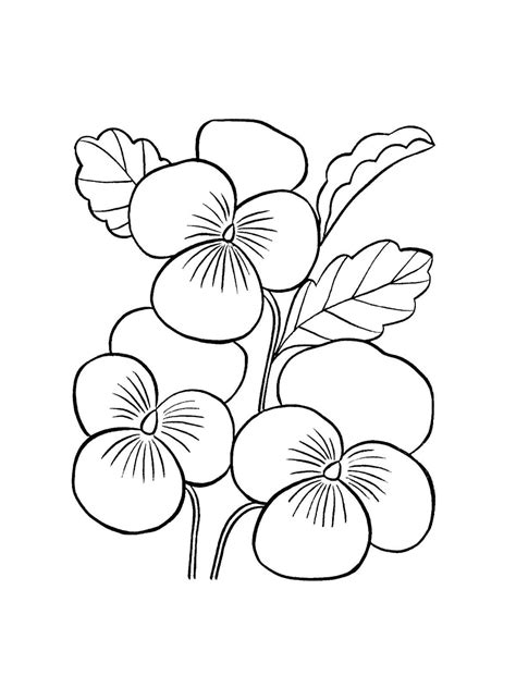 Pansy Coloring Pages - Coloring Home