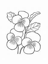 Pansy Coloring Pages  Home sketch template
