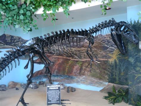 Allosaurus Skeleton Replica by bluepelt on DeviantArt