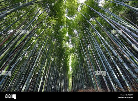 Tall bamboo plants hi-res stock photography and images - Alamy