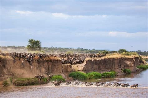 Serengeti wildebeest migration broadcast live around the world for ...