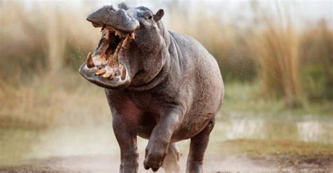 Hippo Attacks: How Dangerous Are They To Humans? - A-Z Animals