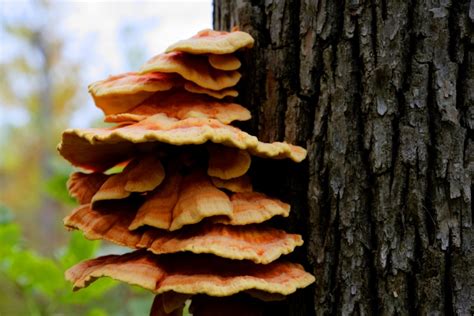 Tree Fungus Layers Free Stock Photo - Public Domain Pictures