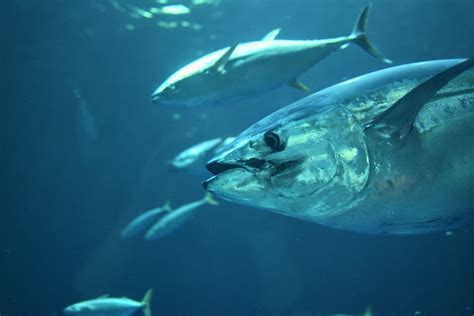 How Long is Tuna Fishing Season? - Fishmasters.com