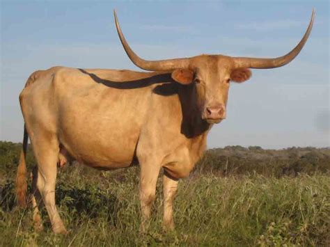 Longhorn Cattle | rocking o ranch registered texas longhorns pretty and ...