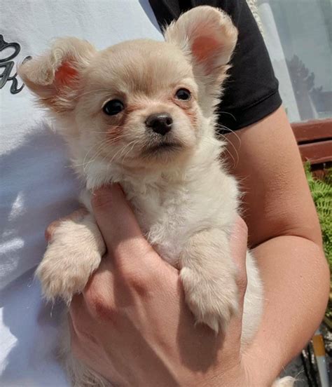 Stunning KC Long Coat Chihuahua Puppies | in Dundee | Gumtree