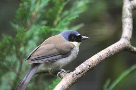 Endangered bird species now in the Bush