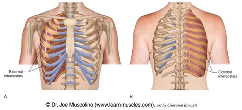 External Intercostals - Learn Muscles