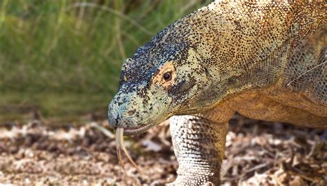 Komodo dragon | San Diego Zoo Wildlife Explorers