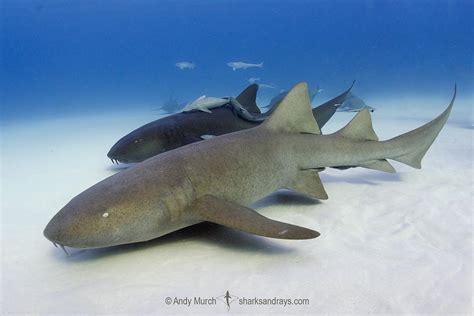 Nurse Shark – Telegraph