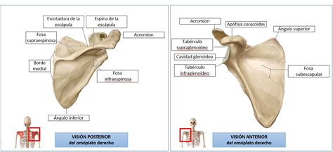 Escápula (omóplato) | Dolopedia