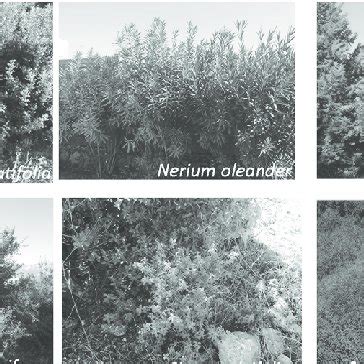 Maquis plants examples in the Akdeniz University Campus. | Download Scientific Diagram