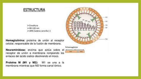 Orthomyxoviridae