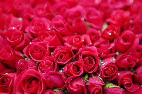 Red Roses · Free Stock Photo