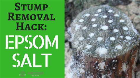 Stump Removal Hack: Epsom Salt - Homesteader DepotHomesteader Depot