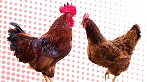 Rhode Island Red: An In-Depth Look At This Amazing Breed - Free Chicken Coop Plans