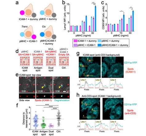 Degranulation occurs in IS domains containing both ligand-bound TCR and ...