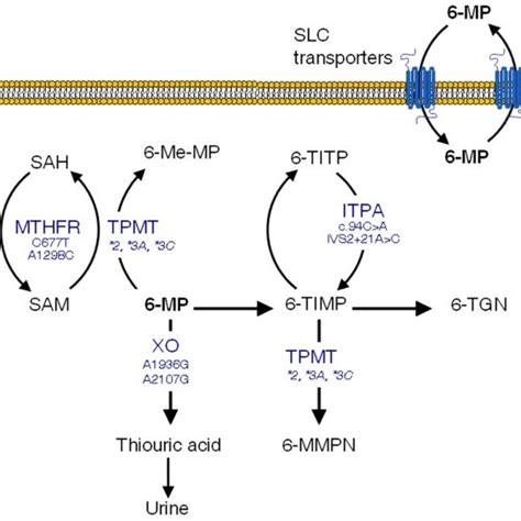 Overview of methotrexate (MTX) mechanisms of action in the folate... | Download Scientific Diagram