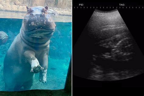 Fiona the Hippo's Mom is Pregnant at the Cincinnati Zoo