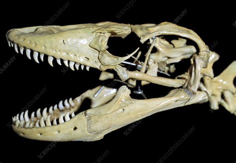 Komodo Dragon skull - Stock Image - Z777/0032 - Science Photo Library