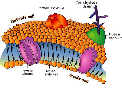 Cellular Membranes: Fluid Mosaic of Lipids and Proteins | SchoolWorkHelper