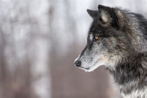 About – Colorado Wolf Reintroduction