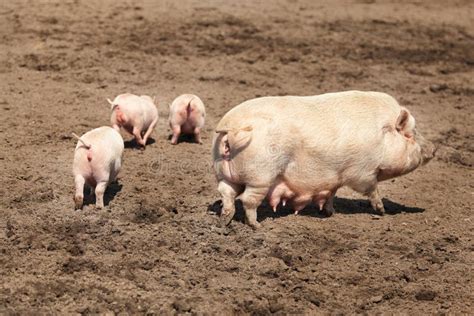 Family of pigs stock image. Image of four, baby, mother - 22971857