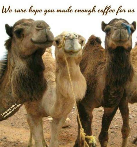 60 Wednesday Coffee Memes, Images & Pics to Get Through the Week ...