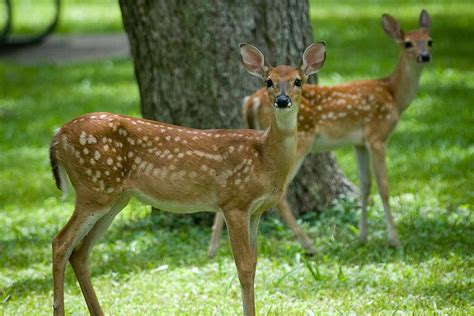 TFBIC-0708 State Park Guide South-SFA-Photo courtesy of Texas Parks and ...