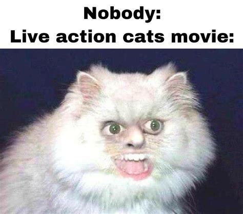 10 Hilarious Memes About Cats (2019) That Will Make You Laugh