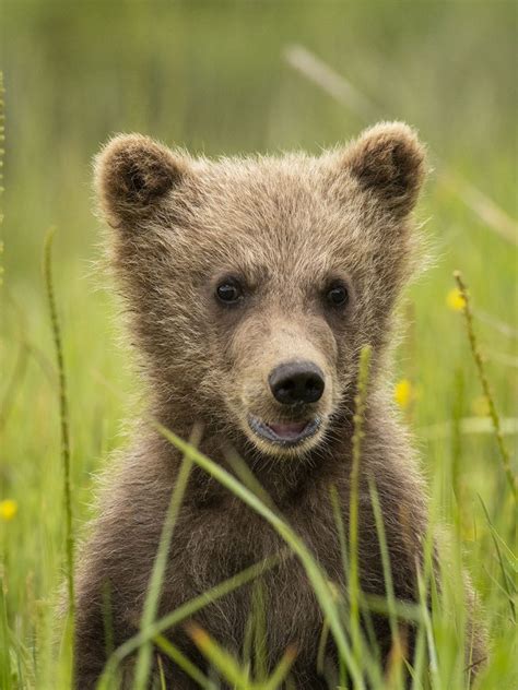 Brown Bear Cubs - Photo Blog - Niebrugge Images