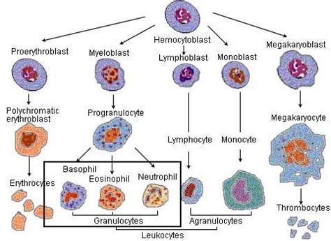 Immature Granulocytes Igs What They Are And What Ig Count Means | My XXX Hot Girl