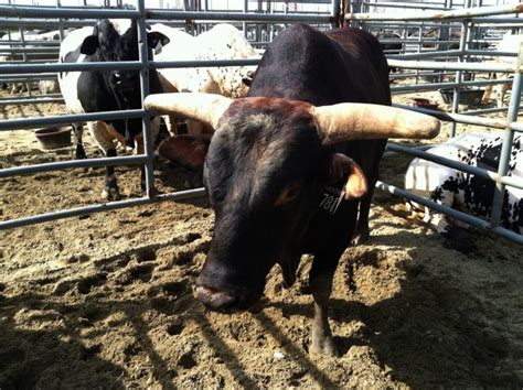 Top 5 Bulls in Bucking Bull History - Cowboy Lifestyle Network