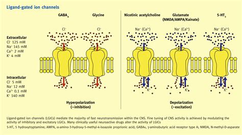 Ion channels, receptors, agonists and antagonists - Anaesthesia ...