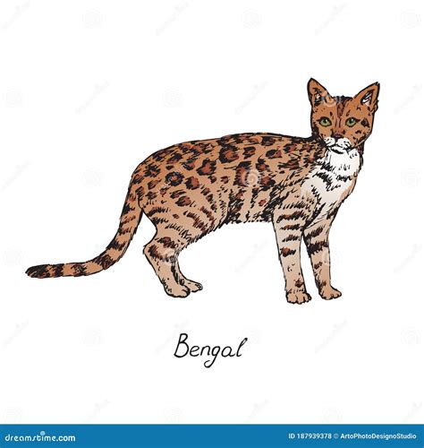 Bengal, Cat Breeds Illustration with Inscription, Hand Drawn Colorful ...