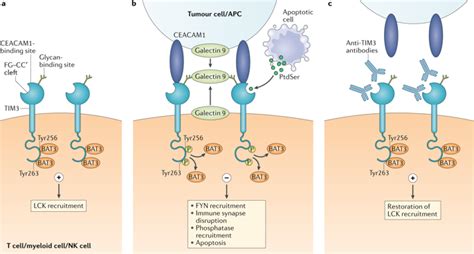 TIM3 comes of age as an inhibitory receptor.,Nature Reviews Immunology - X-MOL