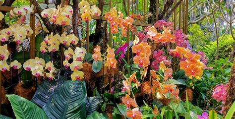 NATIONAL ORCHID GARDEN (Singapour): Ce qu'il faut savoir