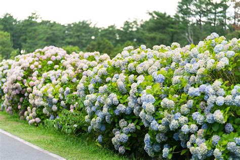 How and When to Deadhead Hydrangeas