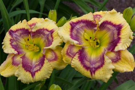 Lewis Daylily Garden: A visit with daylily hybridizer, Di DeCaire.