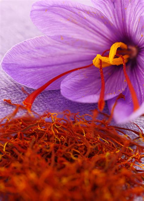 Saffron Plant - Live Herb and Spice Plant | Sow Exotic