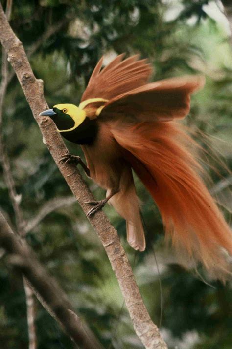 Smithsonian Insider – Raggiana Bird of Paradise | Smithsonian Insider