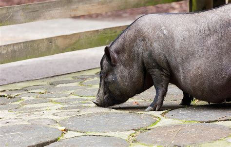 Potbelly Pig Photograph by Pati Photography - Pixels