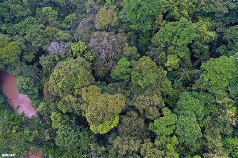 Rainforest canopy in the Colombia Amazon