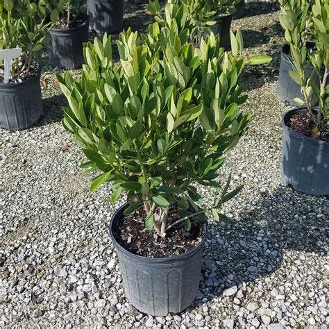 Flowerwood Outdoor Live Illicium Parviflorum Evergreen Shrub 2.4 Gal - Walmart.com - Walmart.com