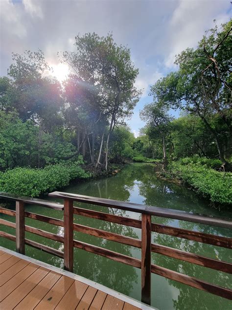 Home | Curacao Rif Mangrove Park