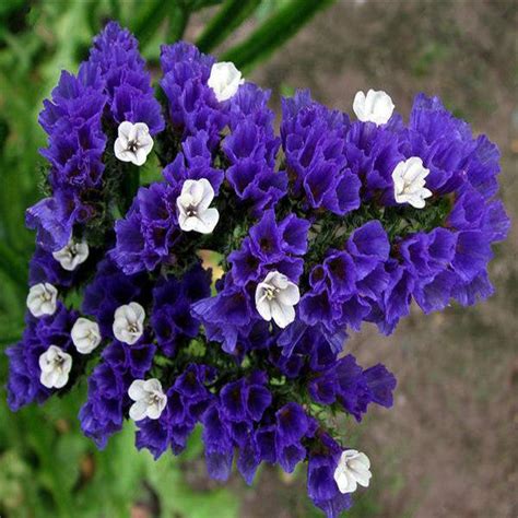 Limonium Sinuatum Seeds — Jack Seeds