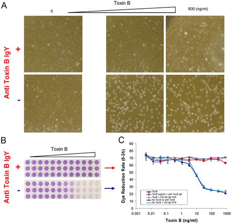 Cytotoxicity and neutralization assay of purified C. difficile toxin B... | Download Scientific ...