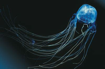 Box jellyfish eyes surprise scientists - CMI Mobile